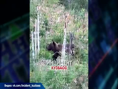 Медведи в огороде. Что делать?